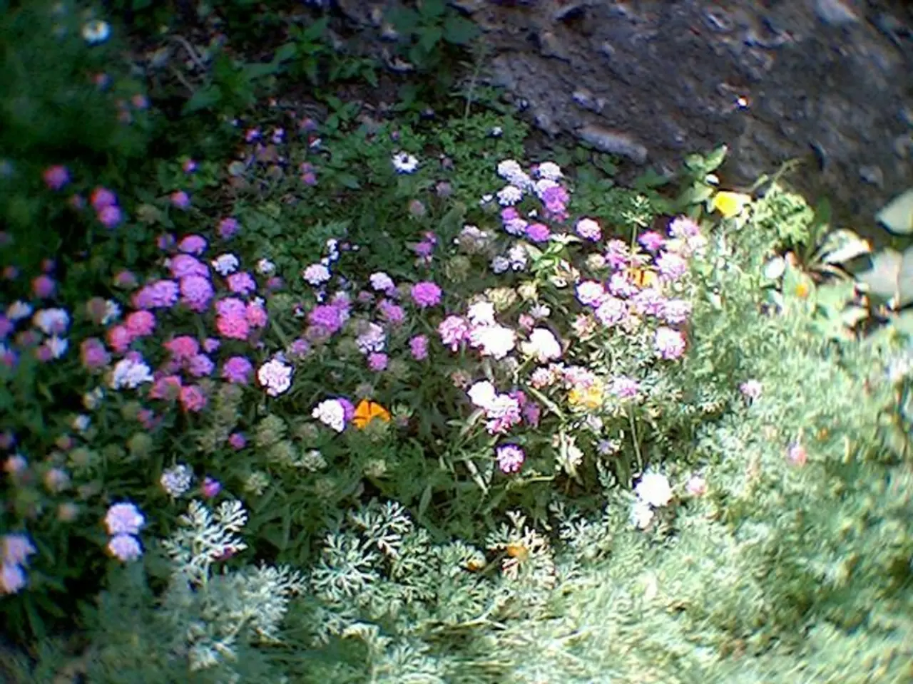 Floral Watercolor Drawings: Starting Point for Amateurs