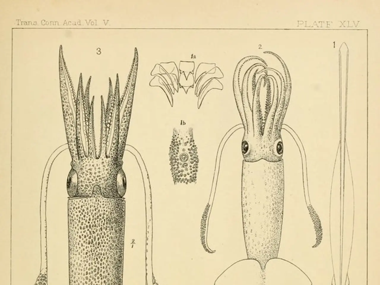 Prehistoric platypus with impressive teeth, particularly its first lower molar, would have been...