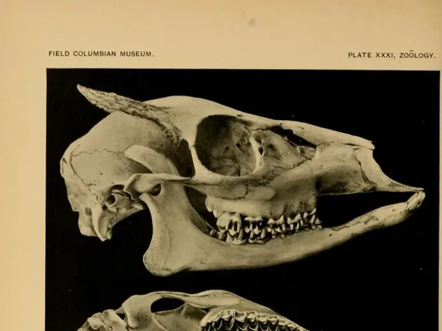 Mistake in History: The "Schinderhannes" was Dramatically Distinct from Previous Perceptions