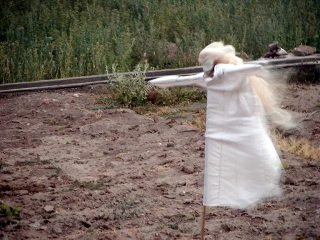 Ideal Soil Compositions for Vigorous Monstera Plant Growth