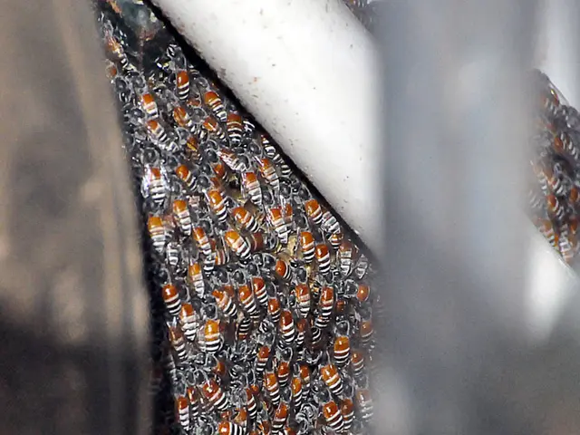 Honey: Advantages, applications, and compositional characteristics