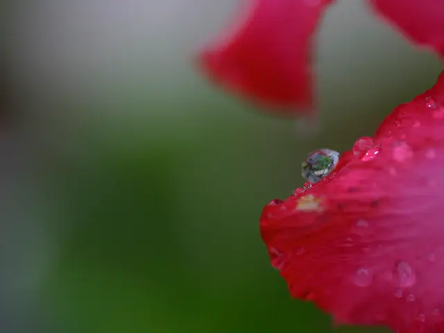 Experiment Conducting Macro Refractions in Scientific Research