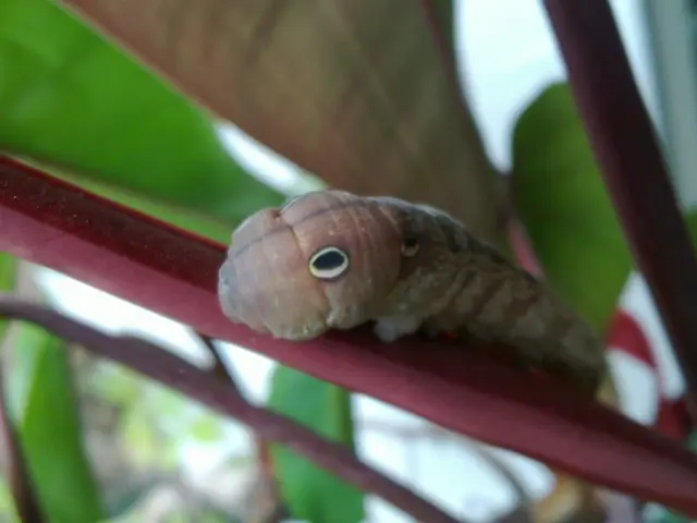Interactive Poetry Session with Fred the Thread for Upper Primary Students