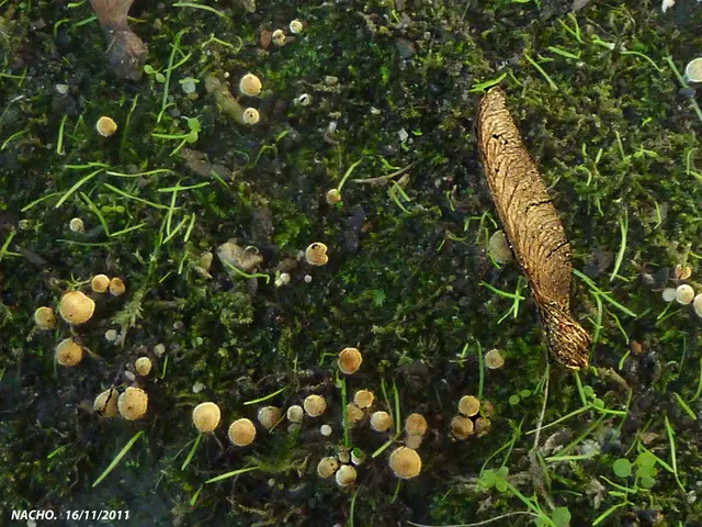 Osmania University's Second Semester Results of 2025 Available for Download on osmania.ac.in;...