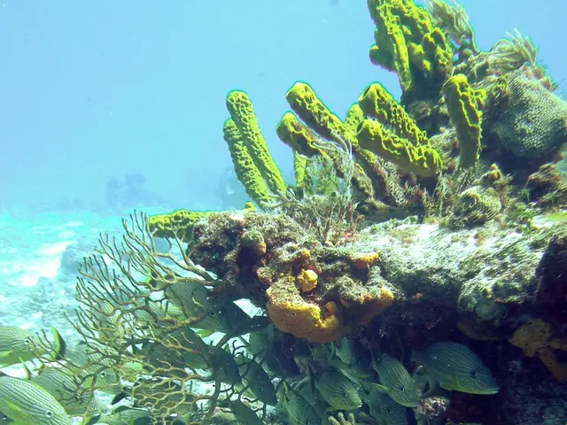 International Collaborative Training Program Conducting Hydrographic Survey at COMREN International...