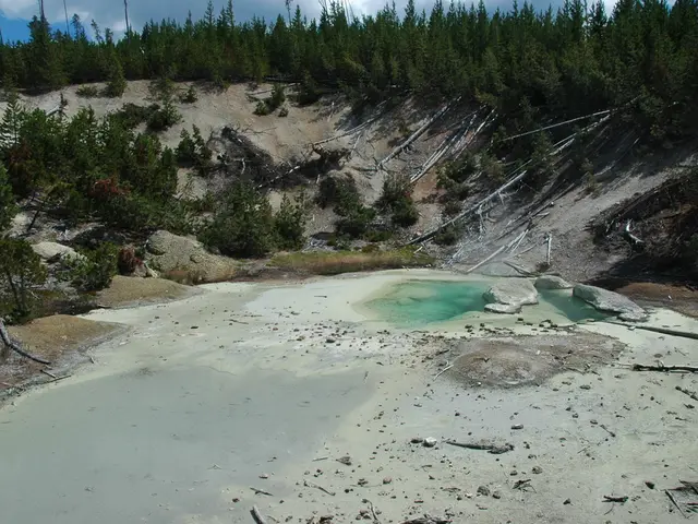 Selecting the Ideal Juniper Bonsai Soil for Growth and Prosperity