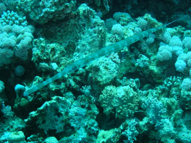 Artisan's Crusade for Conservation: A Model Maker's Devotion to Saving Coral Reefs.