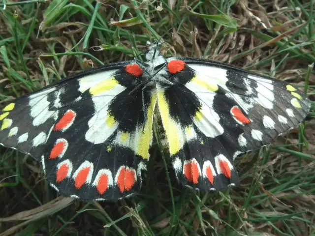 Monitoring Fireflies to Assess Ecosystem Health