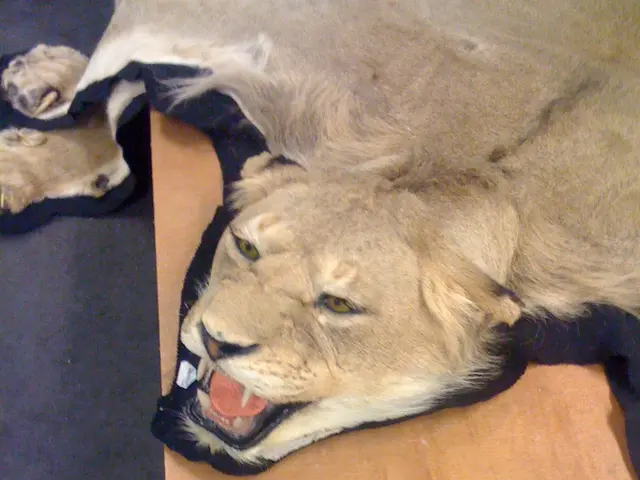 Navigating Behaviors During the Potent Lion's Gate Portal on August 8th, as Advised by a Spiritual...