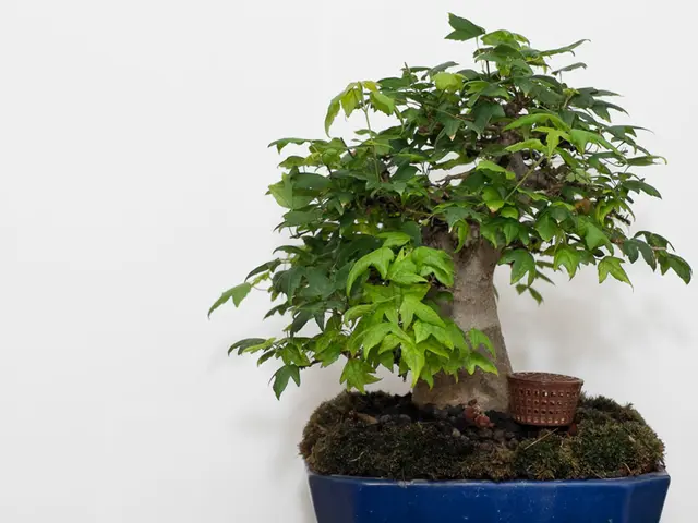 Protection of Bonsai Cultivation: Halting the Spread of Illnesses