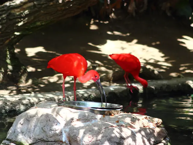 If achieving a certain grade in International Baccalaureate (IB) English exempts you from the...