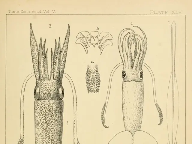 Prehistoric platypus with impressive teeth, particularly its first lower molar, would have been...