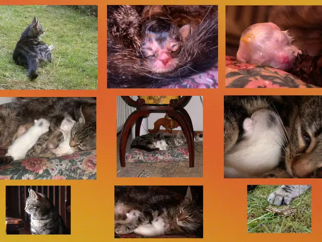 Animal Life During Hibernation Periods