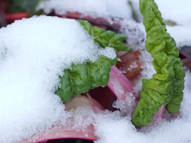 In this picture we can see the green leaves, beside that there is a ice on the table.