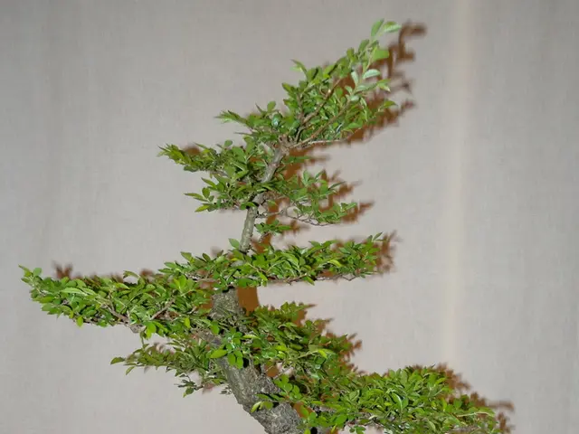 In this image in the center there is a plant in the pot which is on the stool. In the background...