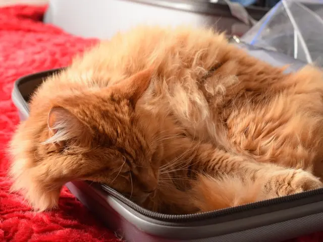 In this picture we can see a cat is lying in a suitcase, it looks like a bed sheet at the bottom,...