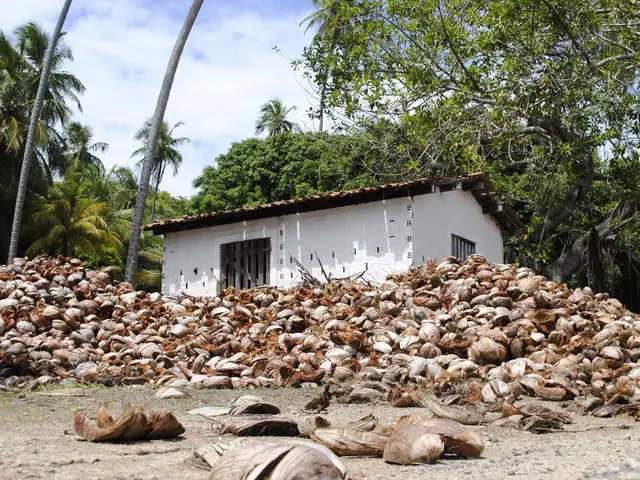 In this picture I can see there is residue of coconut and there is a building, there are trees in...