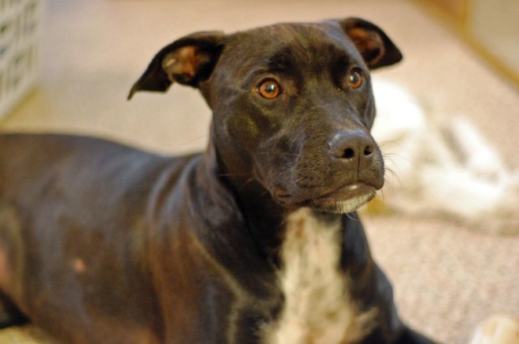 Canines Detect Inequities in Environmental Quality